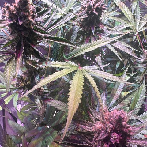 Medusa F1 P growlog timeline photo