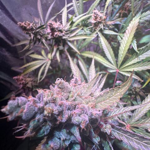 Medusa F1 P growlog timeline photo
