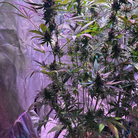 Medusa F1 P growlog timeline photo