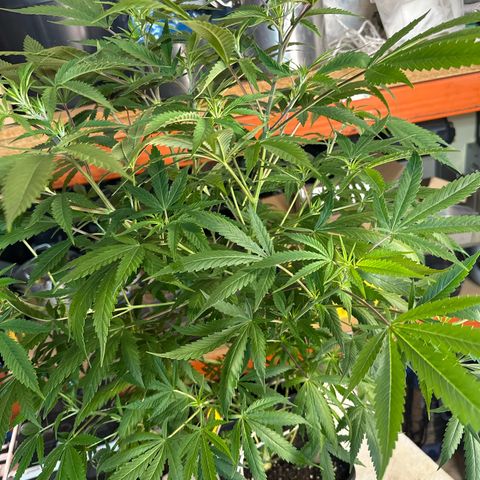 Speedy Chile 1C growlog timeline photo