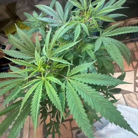 Speedy Chile 1C growlog timeline photo