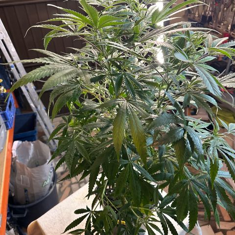 Speedy Chile 1C growlog timeline photo