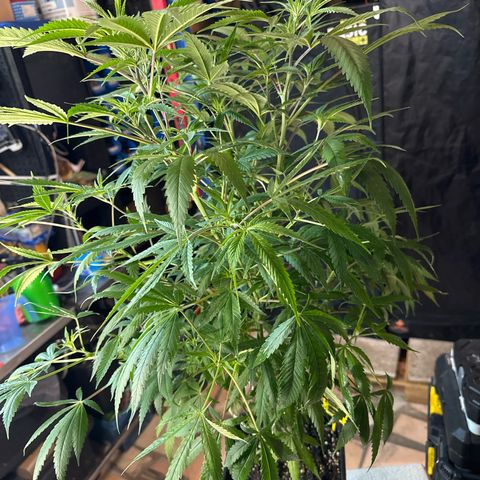 Speedy Chile 1C growlog timeline photo