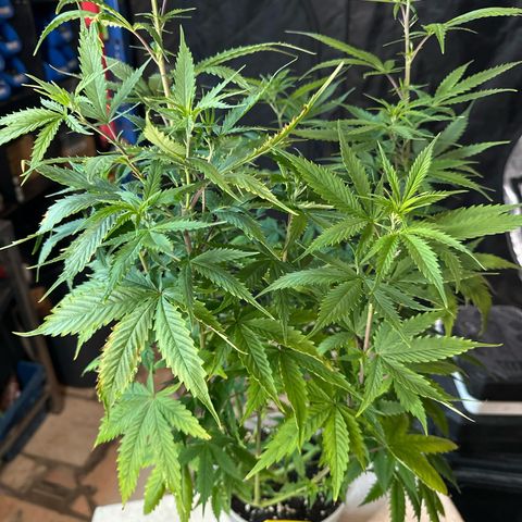 Special Kush 1 C growlog timeline photo
