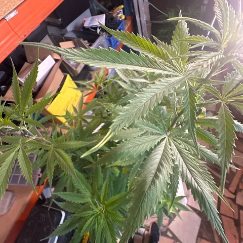 Special Kush 1 C growlog timeline photo
