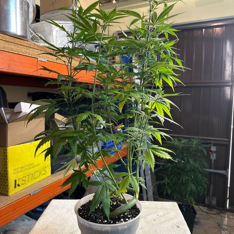 Special Kush 1 C growlog timeline photo