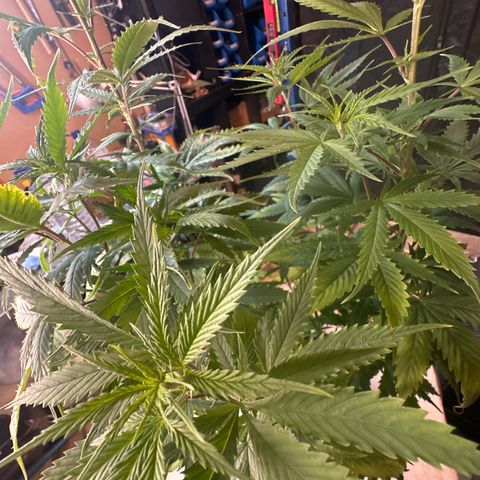 Special Kush 1 C growlog timeline photo