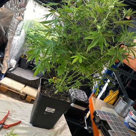 Speedy Chile 2P growlog timeline photo