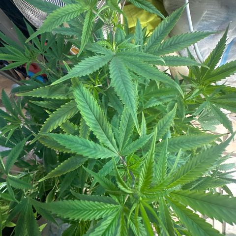 Speedy Chile 2P growlog timeline photo