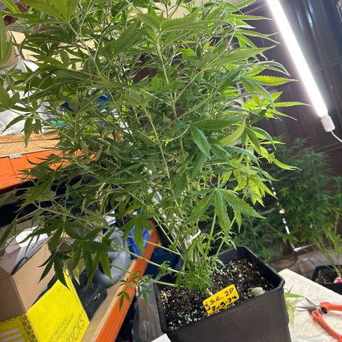 Speedy Chile 2P growlog timeline photo