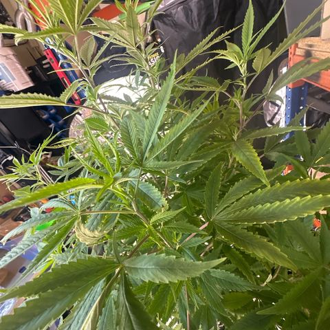 Speedy Chile 2P growlog timeline photo