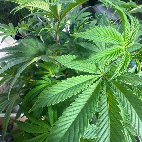 Gorilla Glue #4 P growlog photo: Pre-floracao 