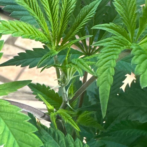 Gorilla Glue #4 P growlog photo: Pre-floracao 