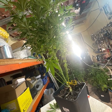 Gorilla Glue #4 P growlog photo: Pre-floracao 