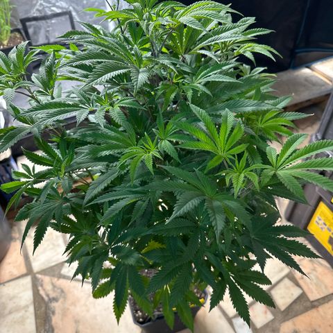 Gorilla Glue #4 P growlog photo: Pre-floracao 