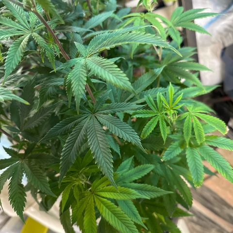 Gorilla Glue #4 C growlog timeline photo