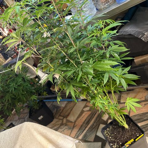 Gorilla Glue #4 C growlog timeline photo