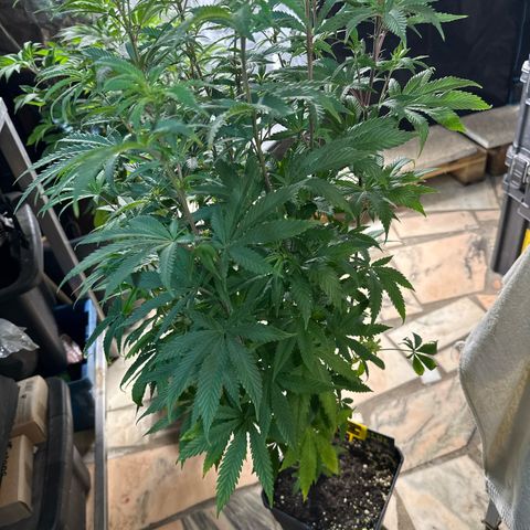 Gorilla Glue #4 C growlog timeline photo