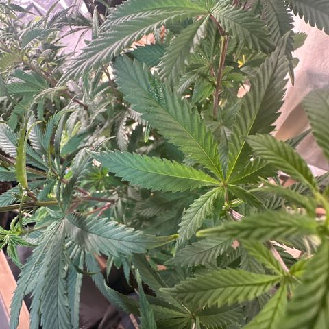 Gorilla Glue #4 C growlog timeline photo