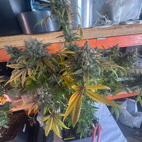Northern Lights Auto 2 P growlog timeline photo