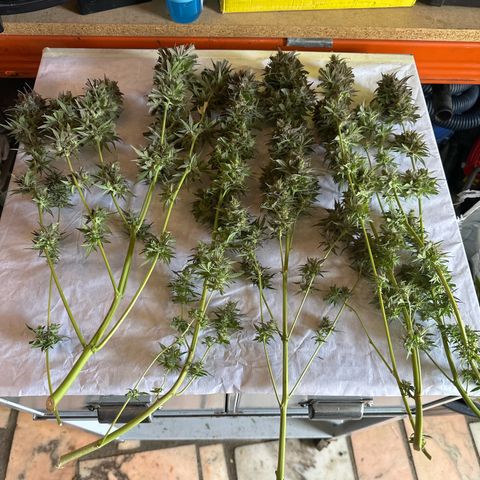 Northern Lights Auto 2 P growlog timeline photo