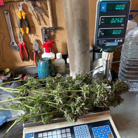 Northern Lights Auto 2 P growlog timeline photo