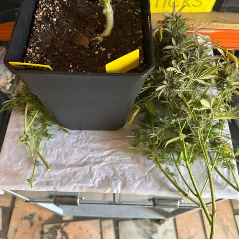 Northern Lights Auto 2 P growlog timeline photo