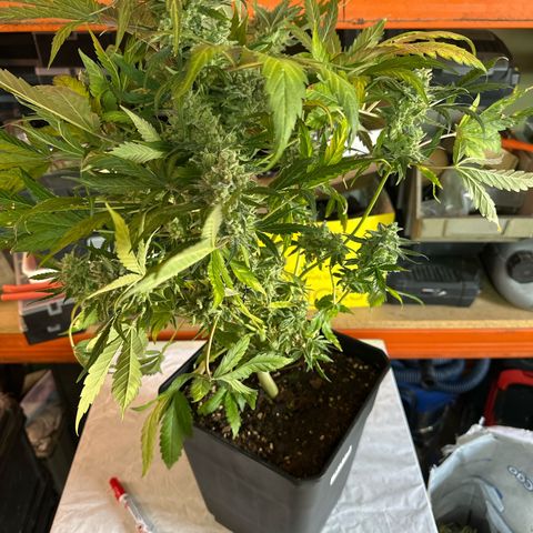 Northern Light Auto 3 PC growlog timeline photo