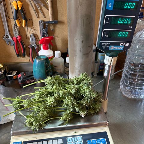 Northern Light Auto 3 PC growlog timeline photo