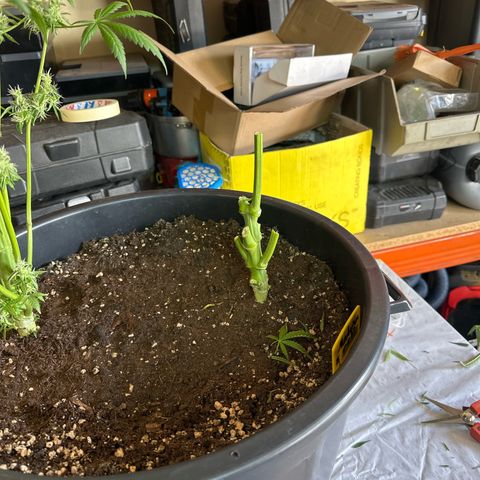 Medusa F1 P growlog timeline photo