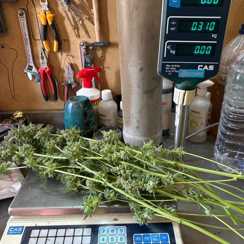 Medusa F1 P growlog timeline photo