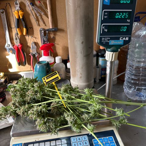 Medusa F1/2 PC growlog timeline photo