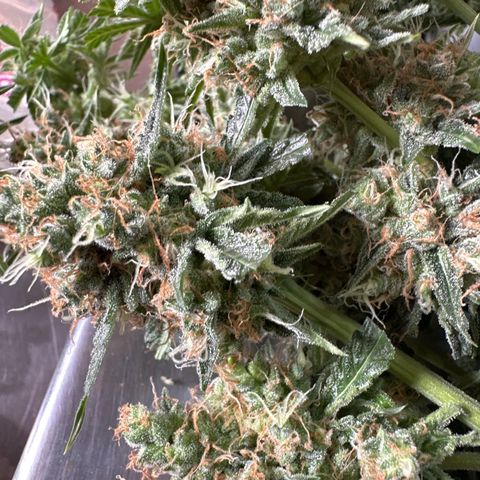Medusa F1/2 PC growlog timeline photo