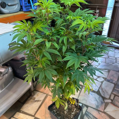Gorilla Glue #4 P growlog timeline photo