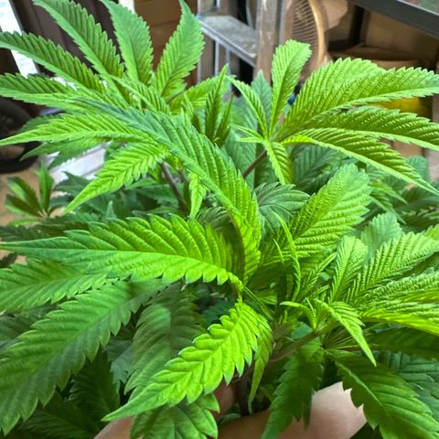 Gorilla Glue #4 P growlog timeline photo