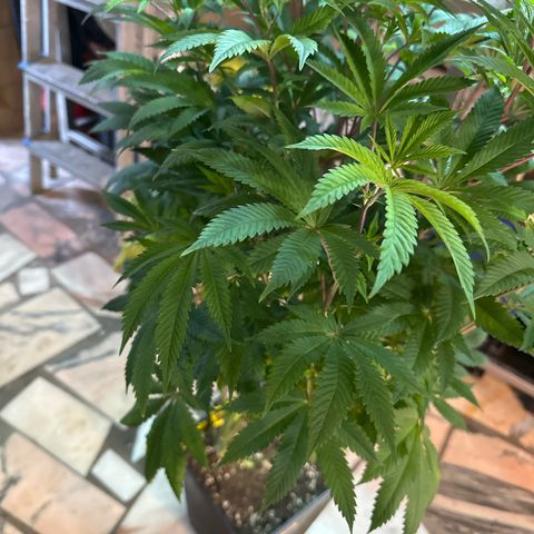 Gorilla Glue #4 P growlog timeline photo