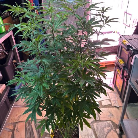 Gorilla Glue #4 C growlog timeline photo