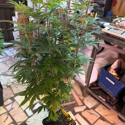 Gorilla Glue #4 C growlog timeline photo