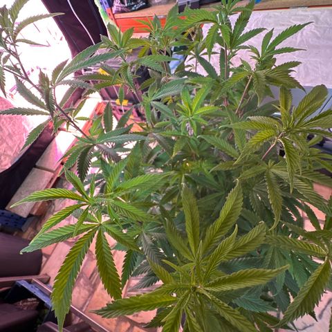 Gorilla Glue #4 C growlog timeline photo