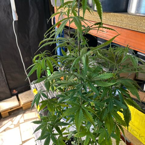 Special Kush 1 C growlog timeline photo