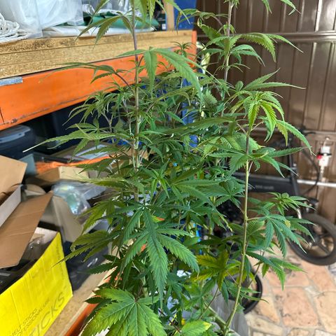Special Kush 1 C growlog timeline photo