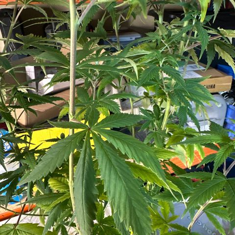 Special Kush 1 C growlog timeline photo
