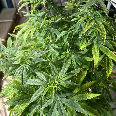 Speedy Chile 2P growlog timeline photo