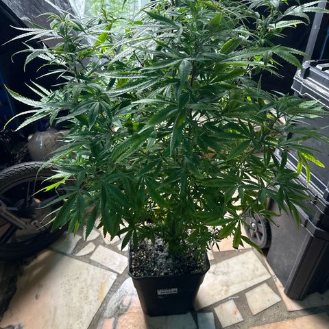 Speedy Chile 2P growlog timeline photo