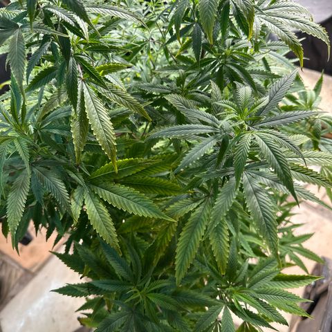 Speedy Chile 2P growlog timeline photo