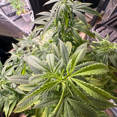 Speedy Chile 2P growlog timeline photo