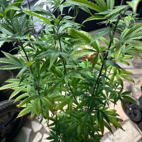 Special Kush 1 C growlog timeline photo