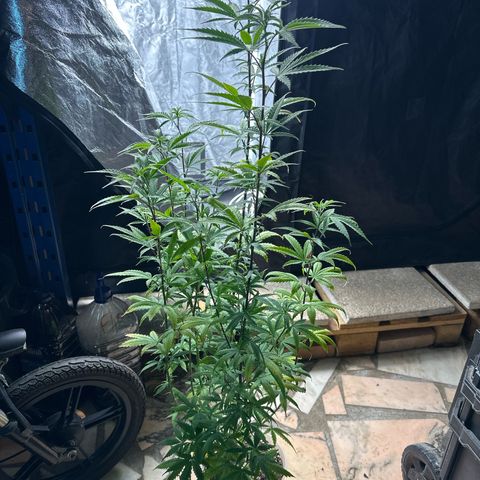 Special Kush 1 C growlog timeline photo