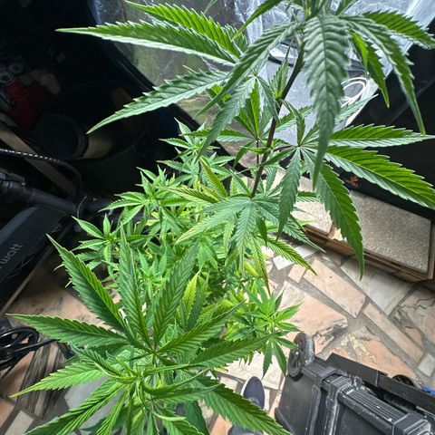Special Kush 1 C growlog timeline photo