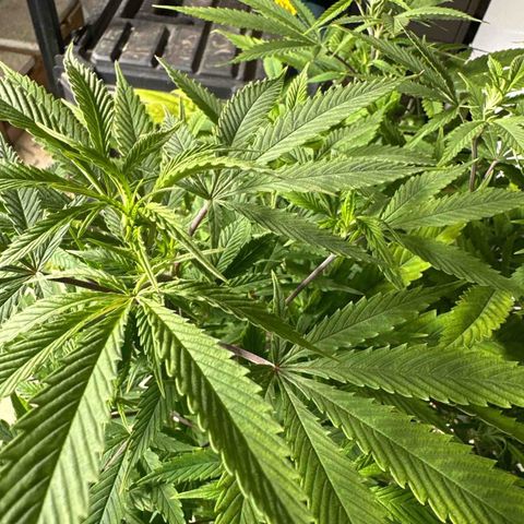 Speedy Chile 1C growlog timeline photo